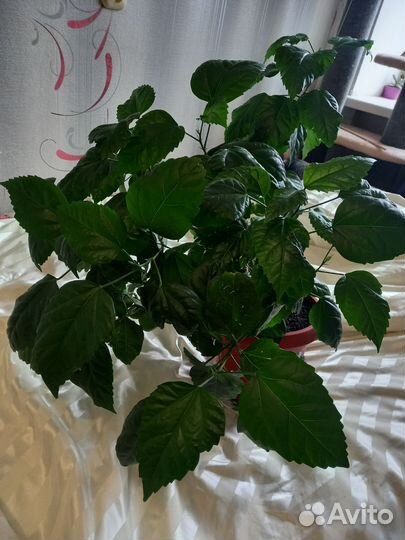 Продам Гибискус