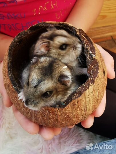 Клетка с хомяками