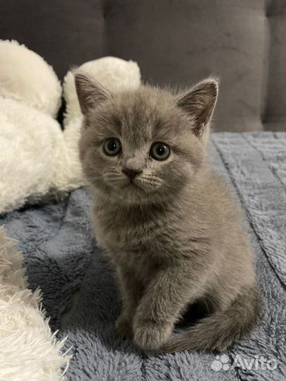 Кошечка вислоухая