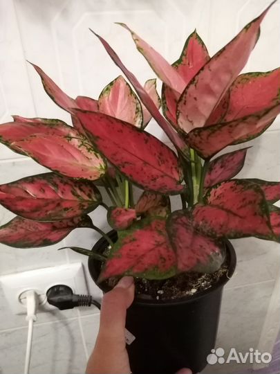 Аглаонема chery