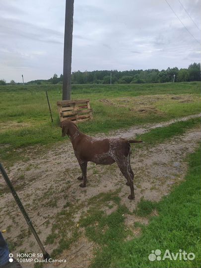 Щенки курцхаара