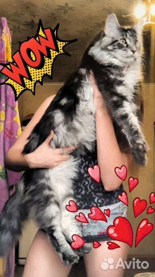 Мейн-кун вязка