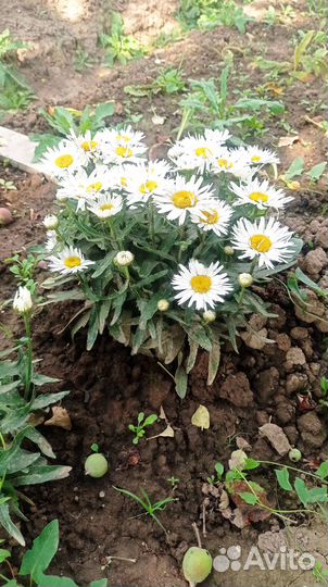 Низкорослая ромашка (нивянник) Мадонна