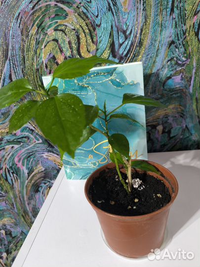 Гибискус/китайская роза красная