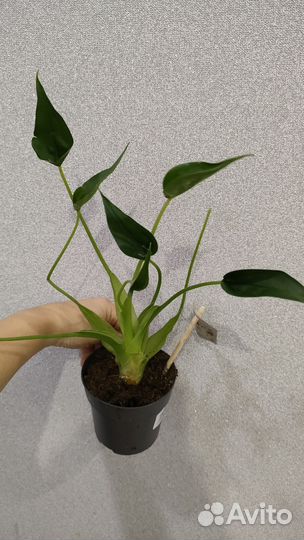 Алоказия Тини денсер