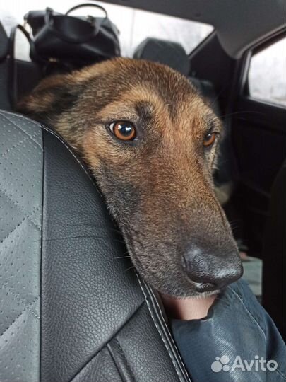 Умная девочка ищет дом