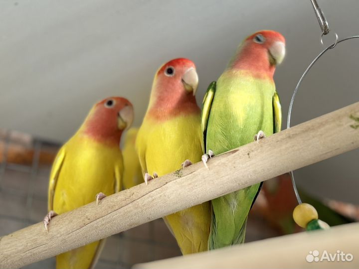 Неразлучники