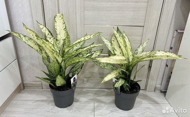 Диффенбахия везувий