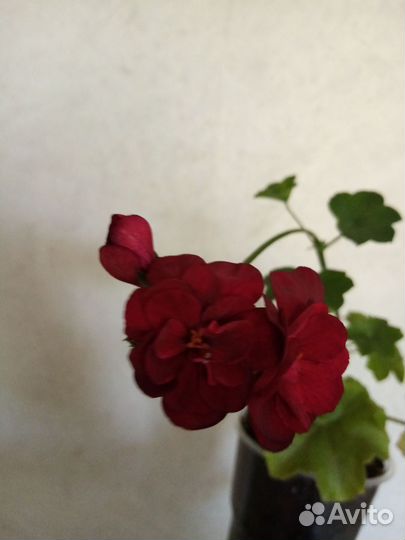 Плющелистная ампельная герань