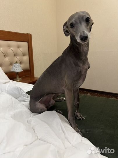 Кабель Левретка на случку