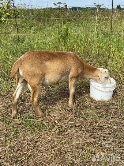 Катумские овцы