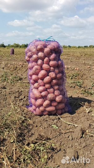 Картофель оптом