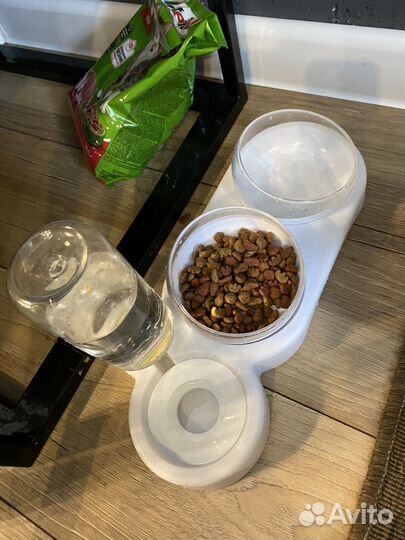 Кошка в добрые руки