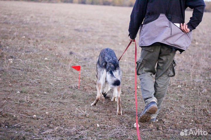 Дрессировка собак индивидуально и в группе