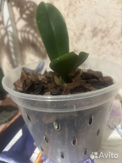 Продам орхидею белую бабочку