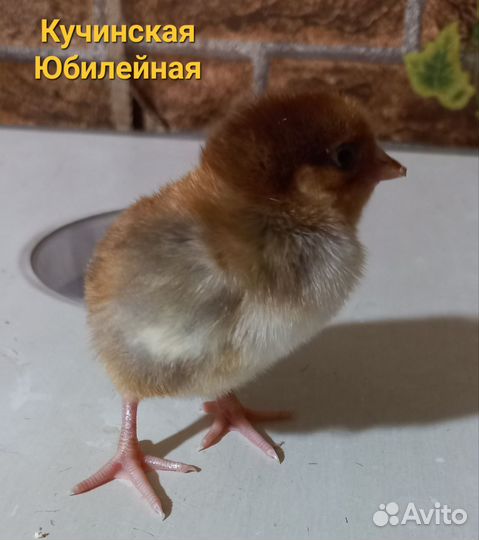 Цыплята породных кур