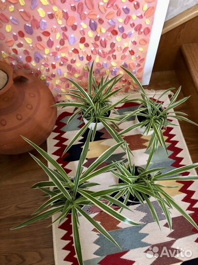 Хлорофитум