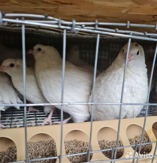 Перепела продажа