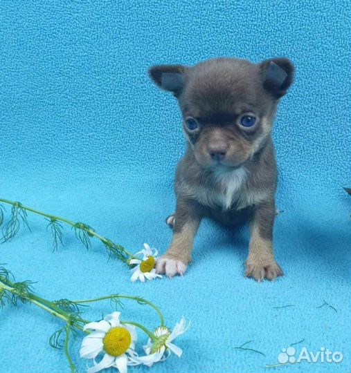 Щенки чихуа.Любой окрас и размер.Питомник