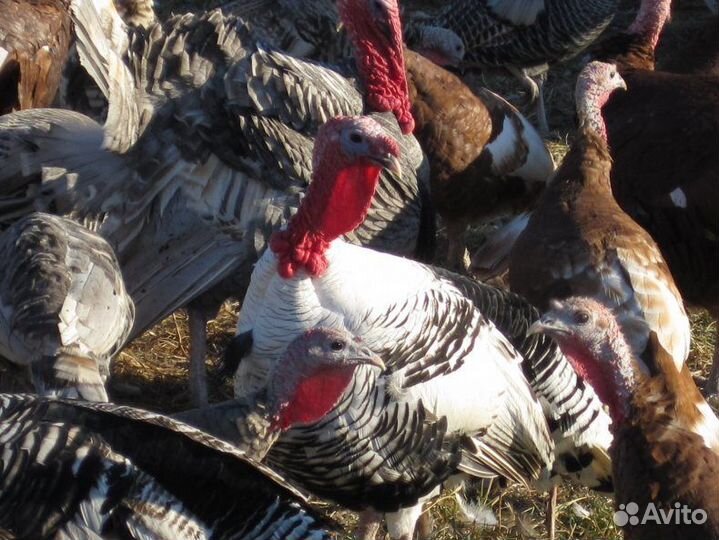 Индюки только породистая Птица