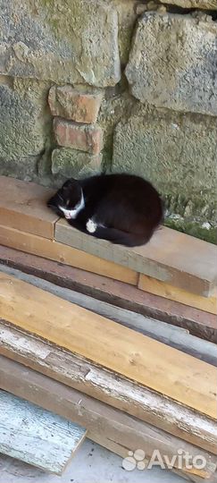 Котята-метисы