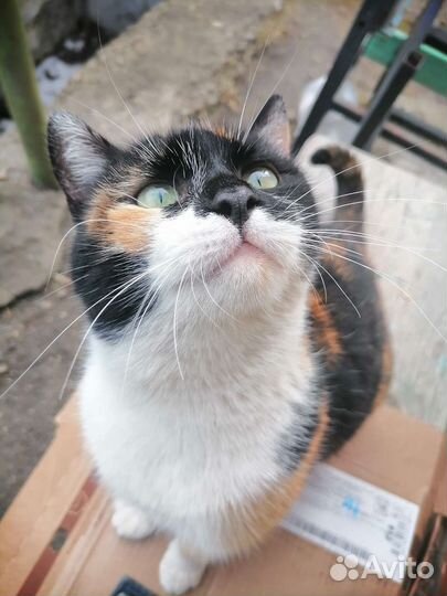 Кошка Маска ищет дом