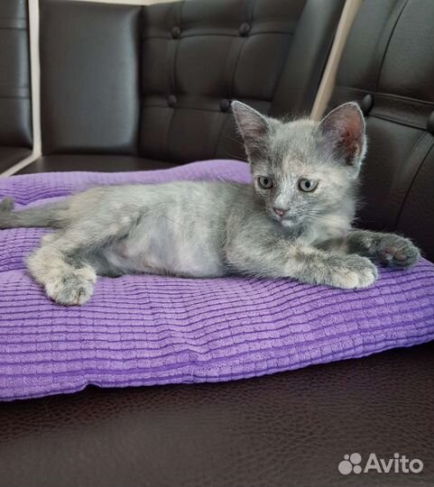 Котята в добрые руки бесплатно