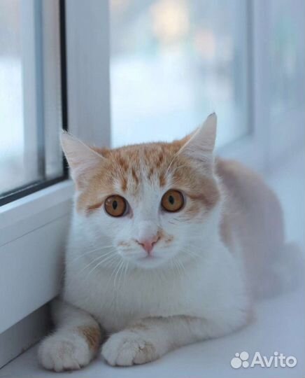 Рыжий котёнок подросток в добрые руки
