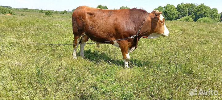 Продам быка