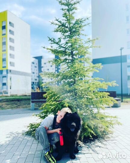 Чау-чау вязка