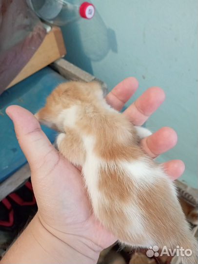 Кошки в добрые руки