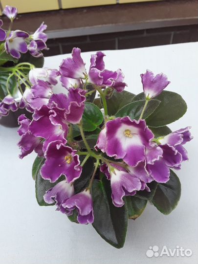 Мини фиалки, стандарты, малые стандарты