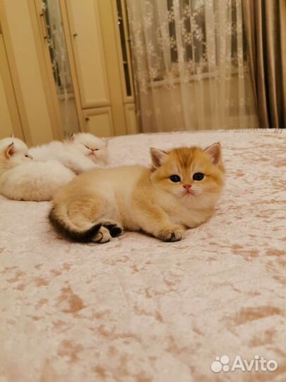 Котята золотая шиншилла