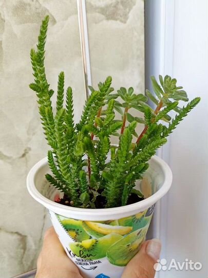 Суккуленты, Каменная роза