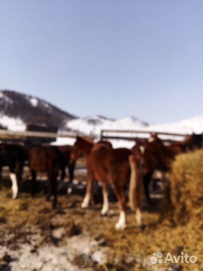 Лошади жеребята