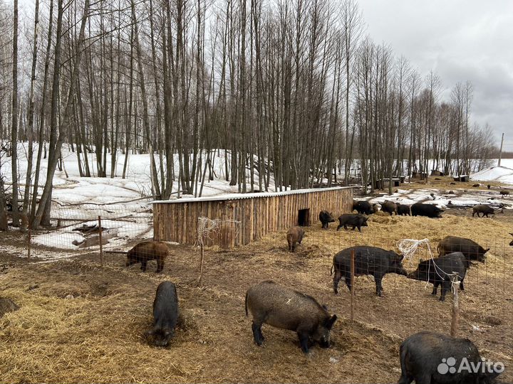 Дикий кабан