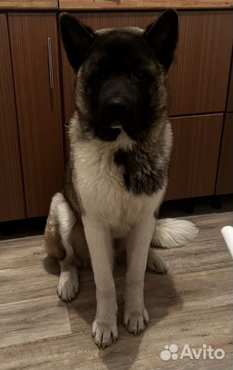 Акита