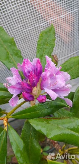 Азалия/Рододендроны