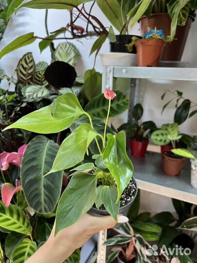 Колекционный Антуриум ливиум
