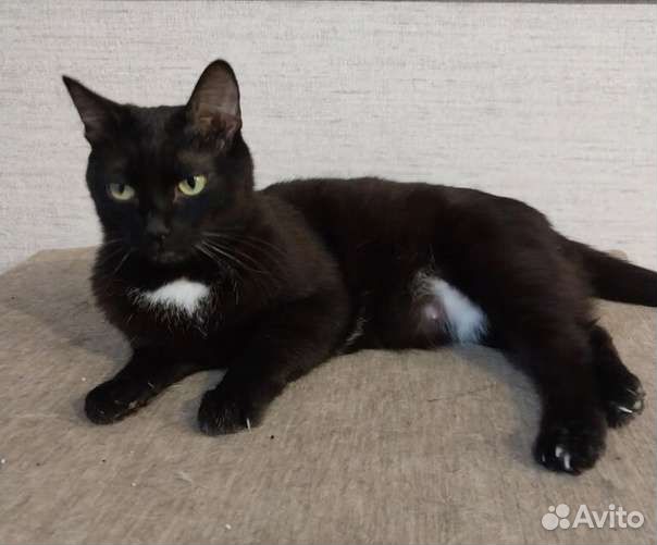 Кошка в дар