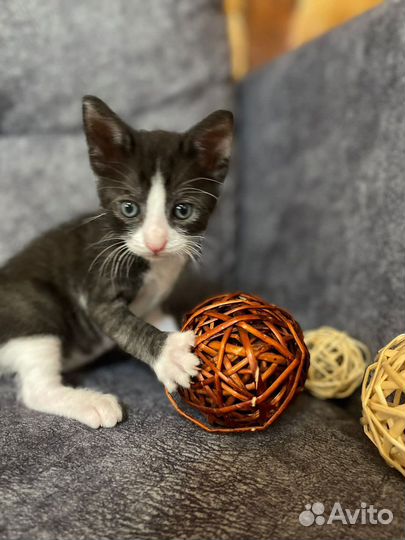 Котята в добрые руки бесплатно