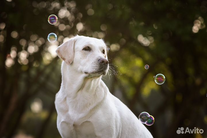 Собака для фотосессии и съёмок