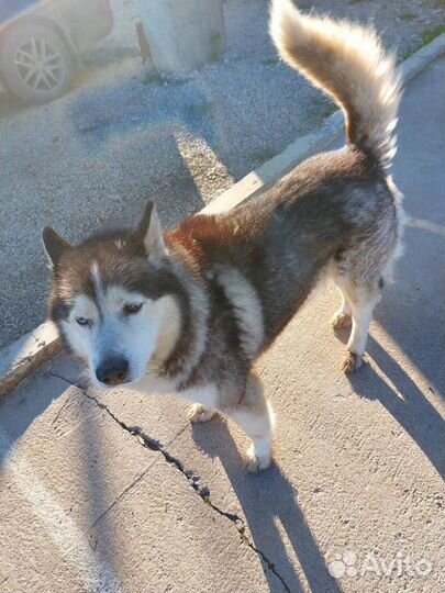 Сибирский хаски