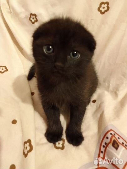 Шотландские котята черный и серый