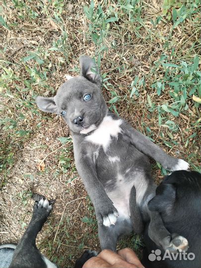 Щенки питбультерьера