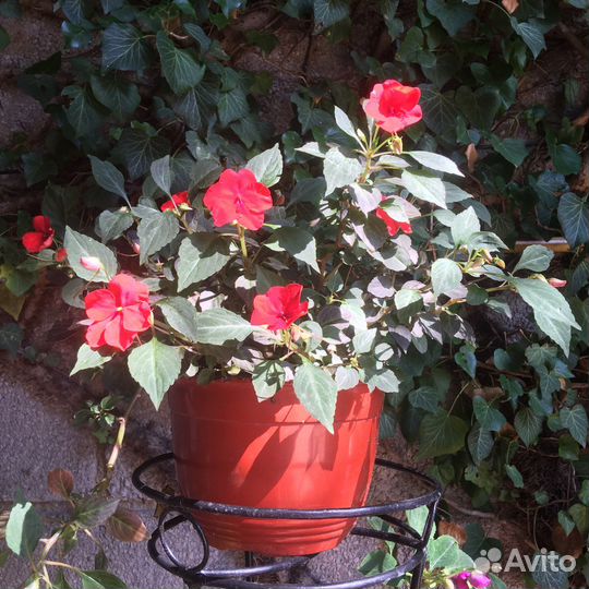 Бальзамины Уоллера