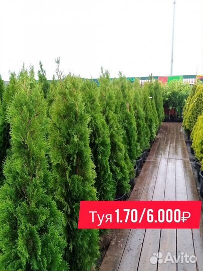 Туя западная смарагд 2м