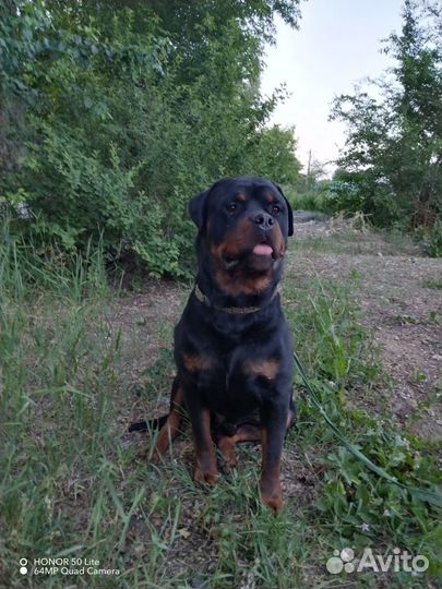 Щенки ротвейлера