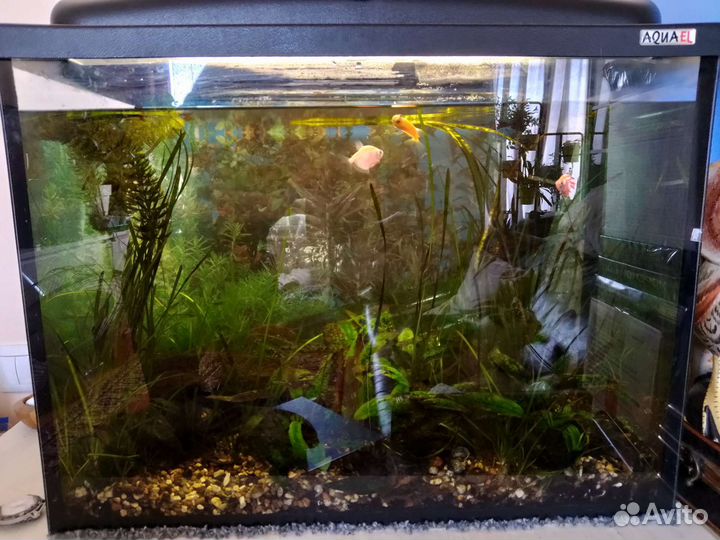 Аквариум