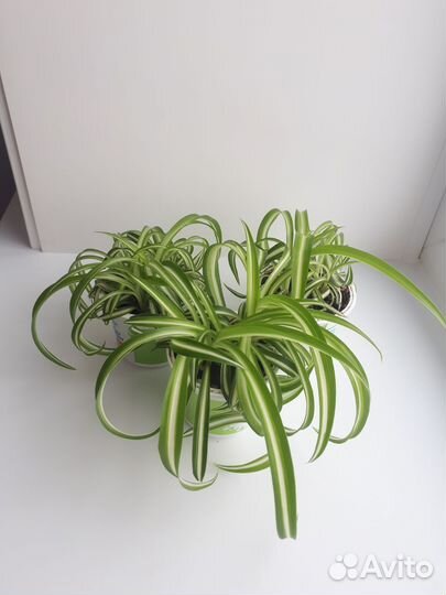 Сциндапсус неон, хлорофитум 2 вида, молочай